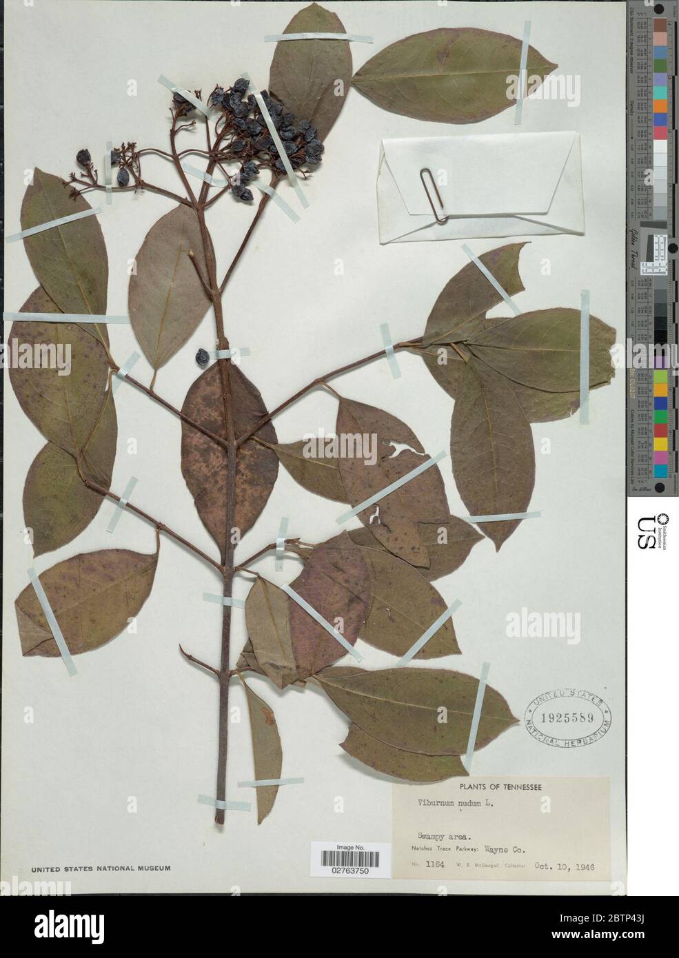 Viburnum nudum L. Stock Photo