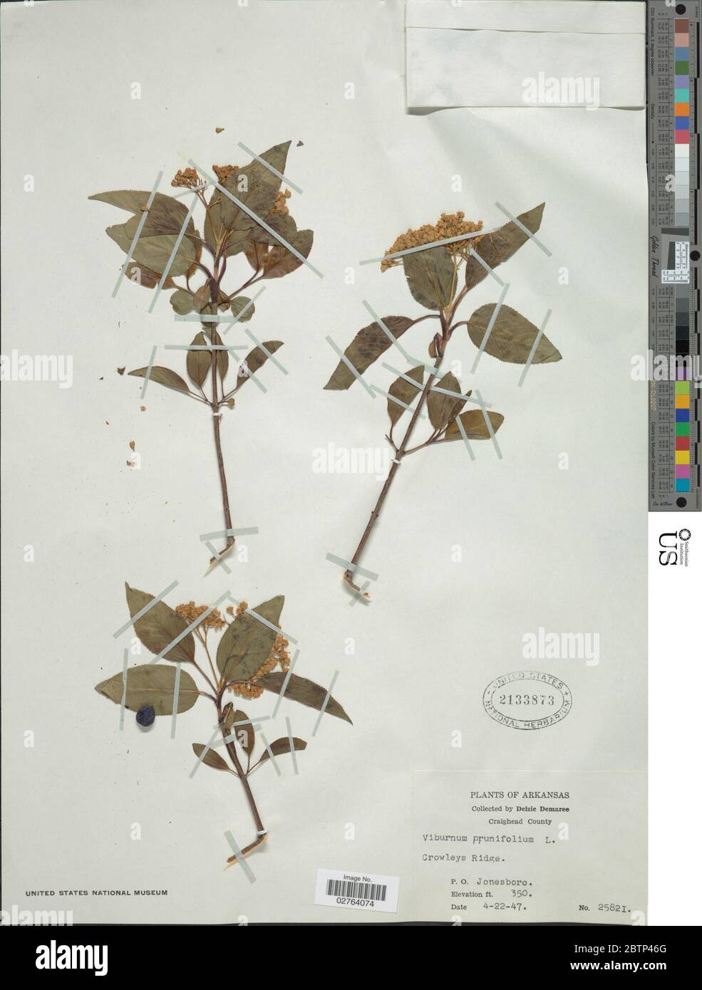 Viburnum prunifolium L Stock Photo Alamy