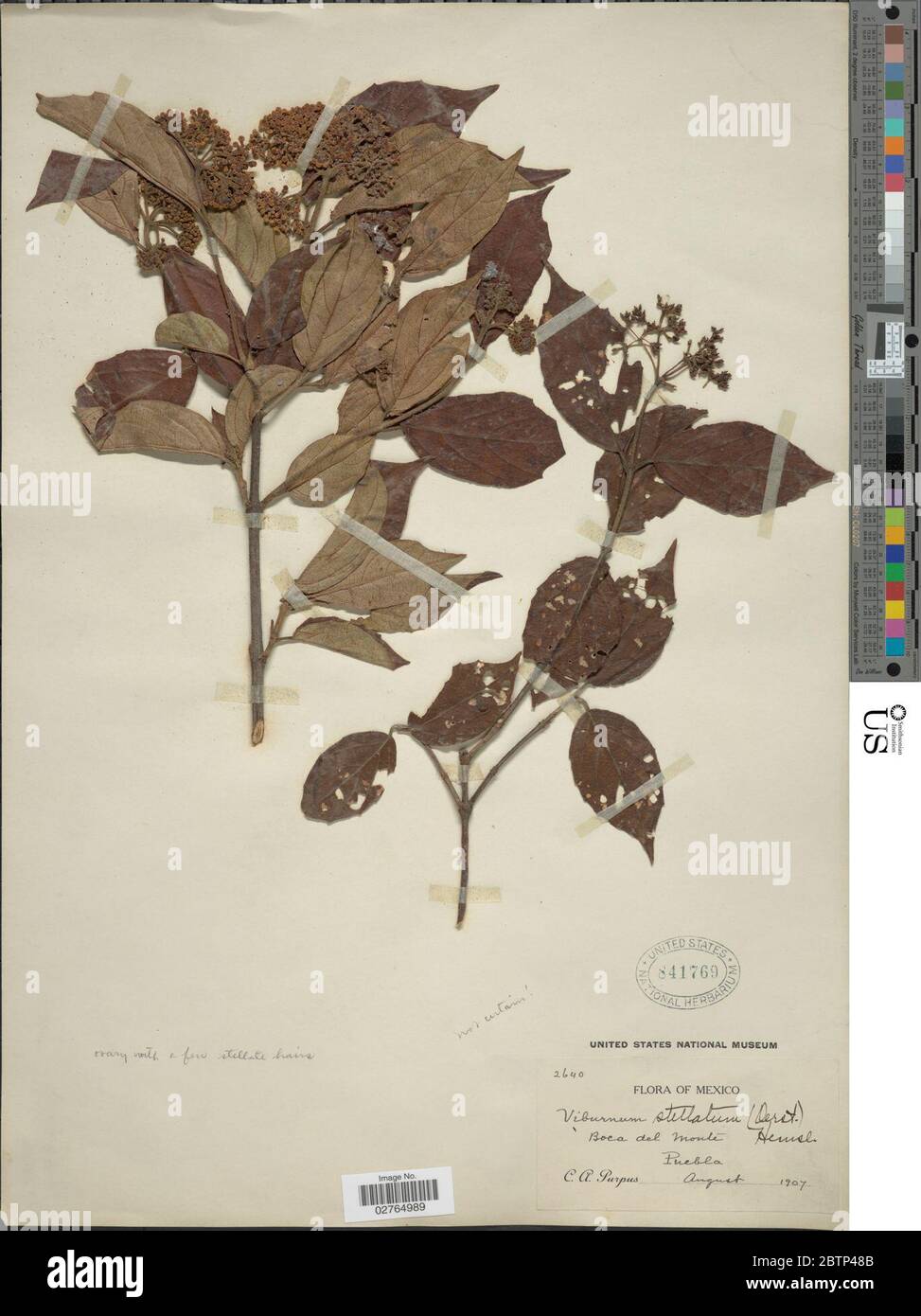 Viburnum stellatum Oerst Hemsl. Stock Photo