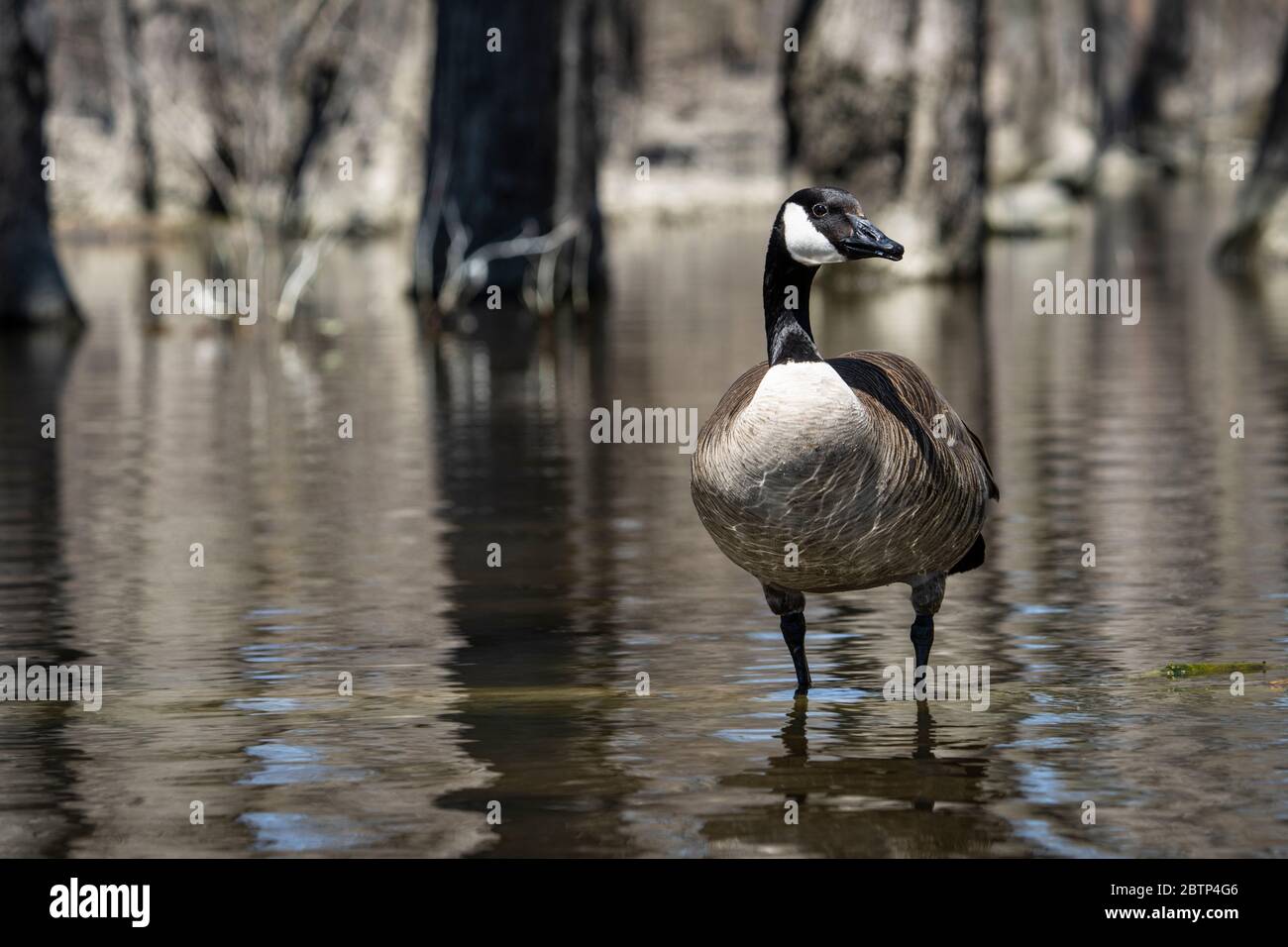 Canada goose standing and on alert in shallow water Stock Photo