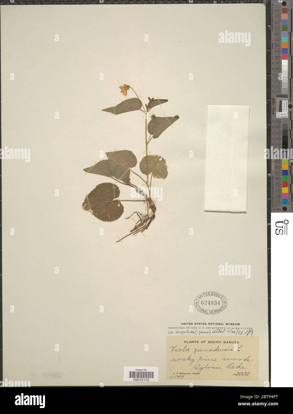 Viola canadensis L Stock Photo - Alamy