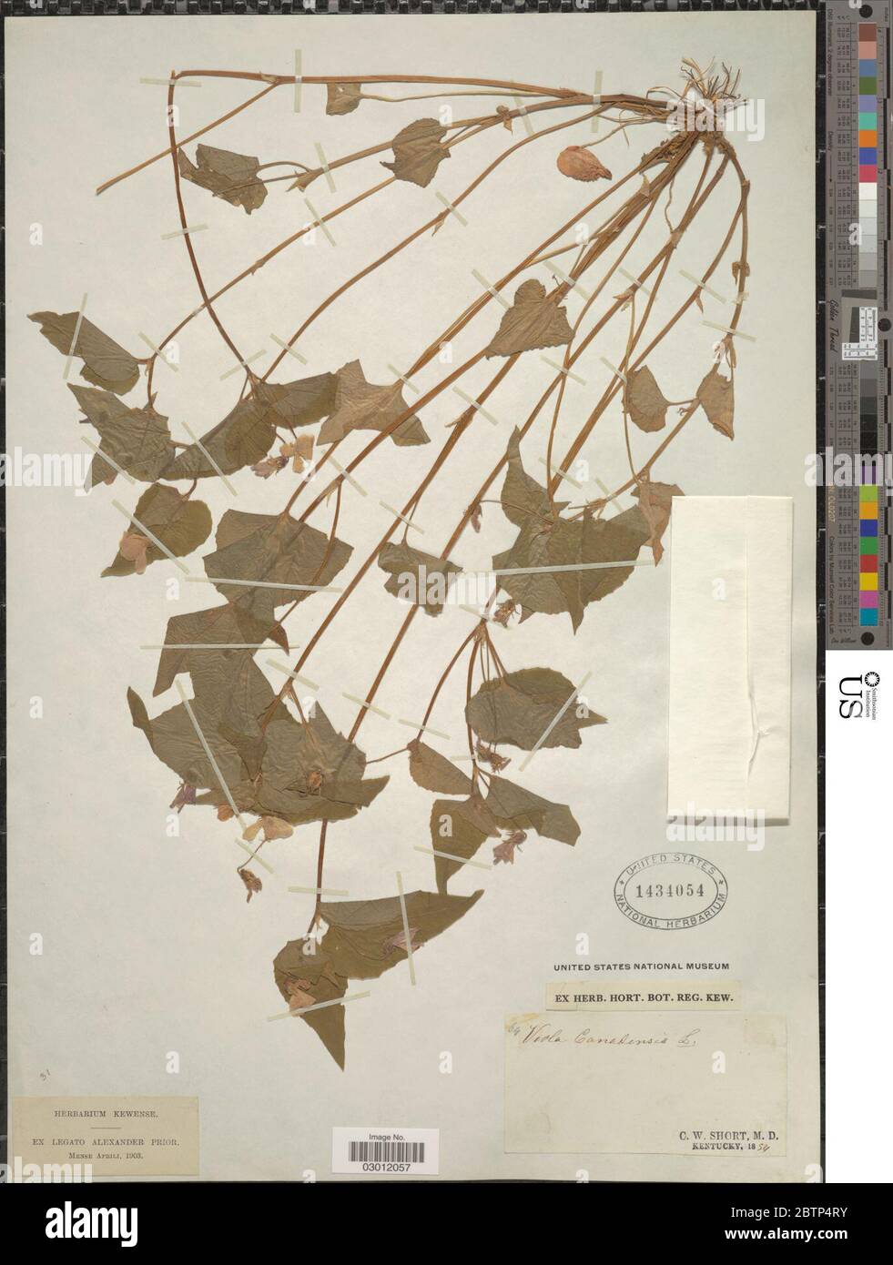 Viola canadensis L Stock Photo - Alamy