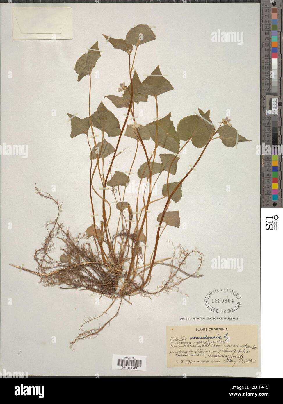 Viola canadensis L Stock Photo - Alamy