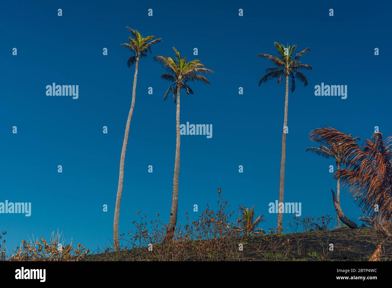 three palm trees in a deep blue sky Stock Photo - Alamy