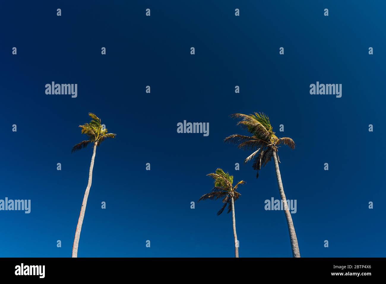 Tree tops of tropical island in a deep blue sky Stock Photo - Alamy
