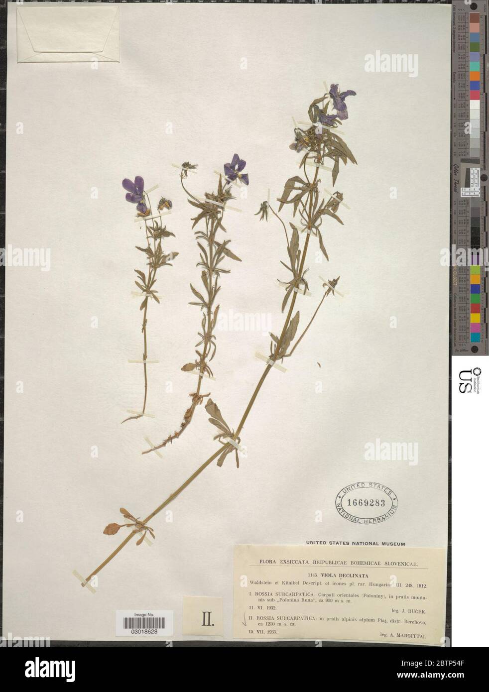 Viola declinata Waldst Kit. Stock Photo