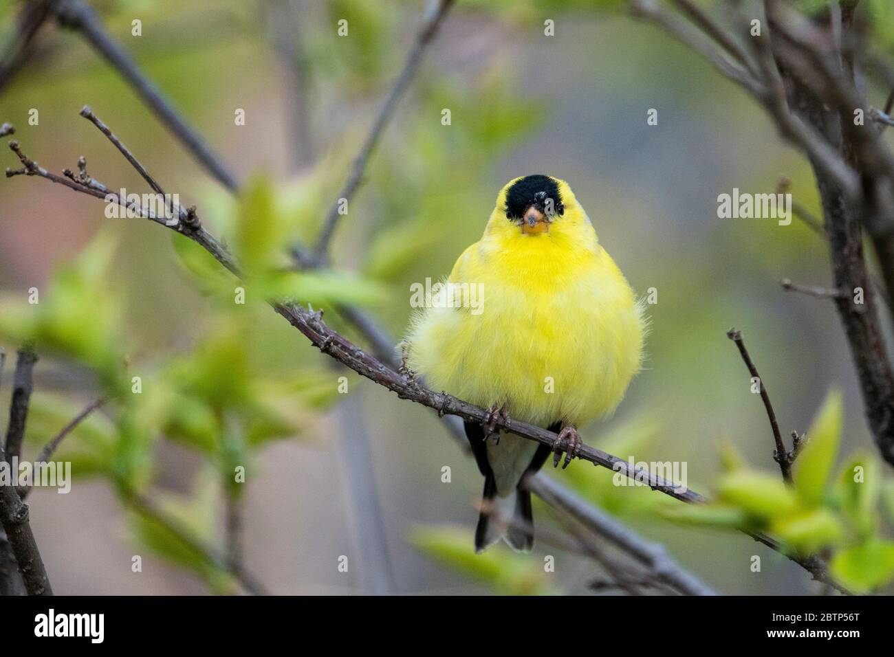 Male American Goldfinch perched in a tree in a park Stock Photo