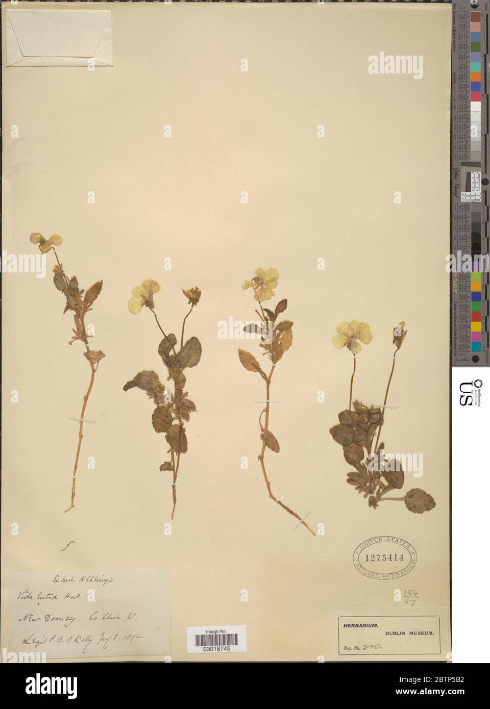 Viola lutea Huds. Stock Photo