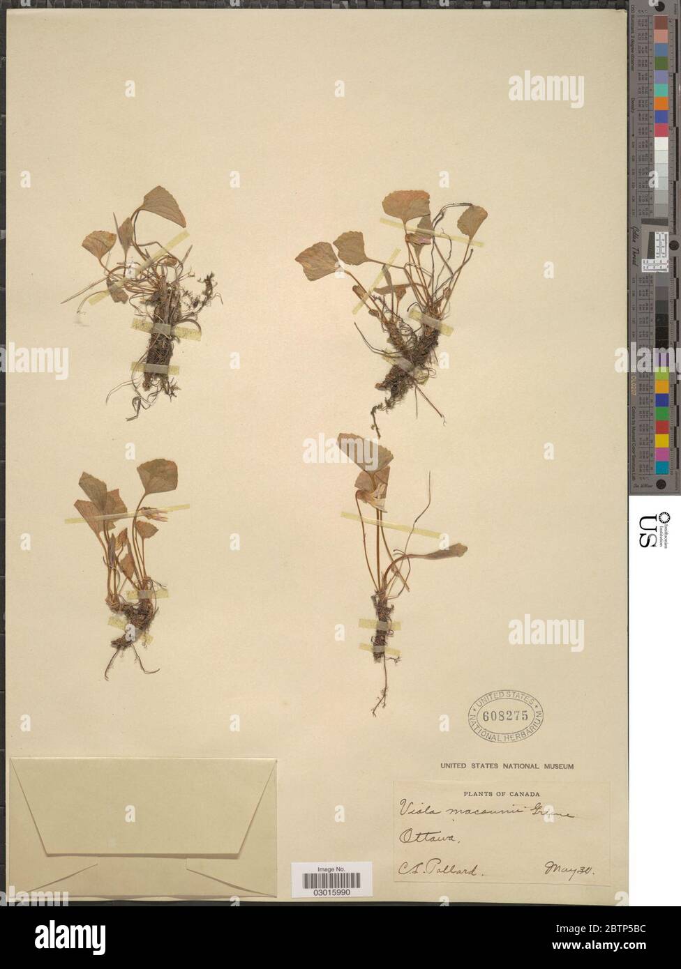 Viola macounii Greene. Stock Photo