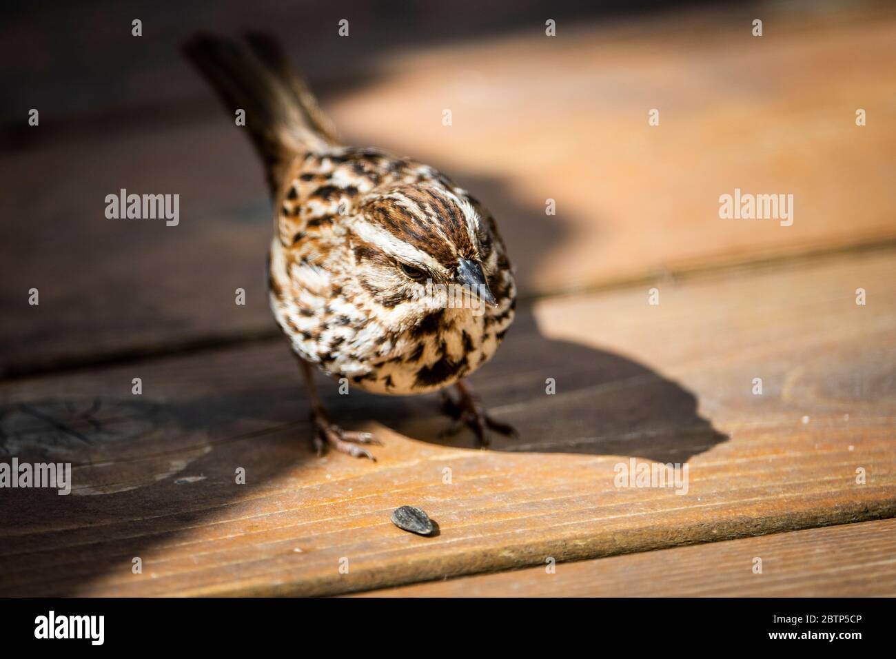 Song Sparrow foraging for seeds in a backyard garden Stock Photo