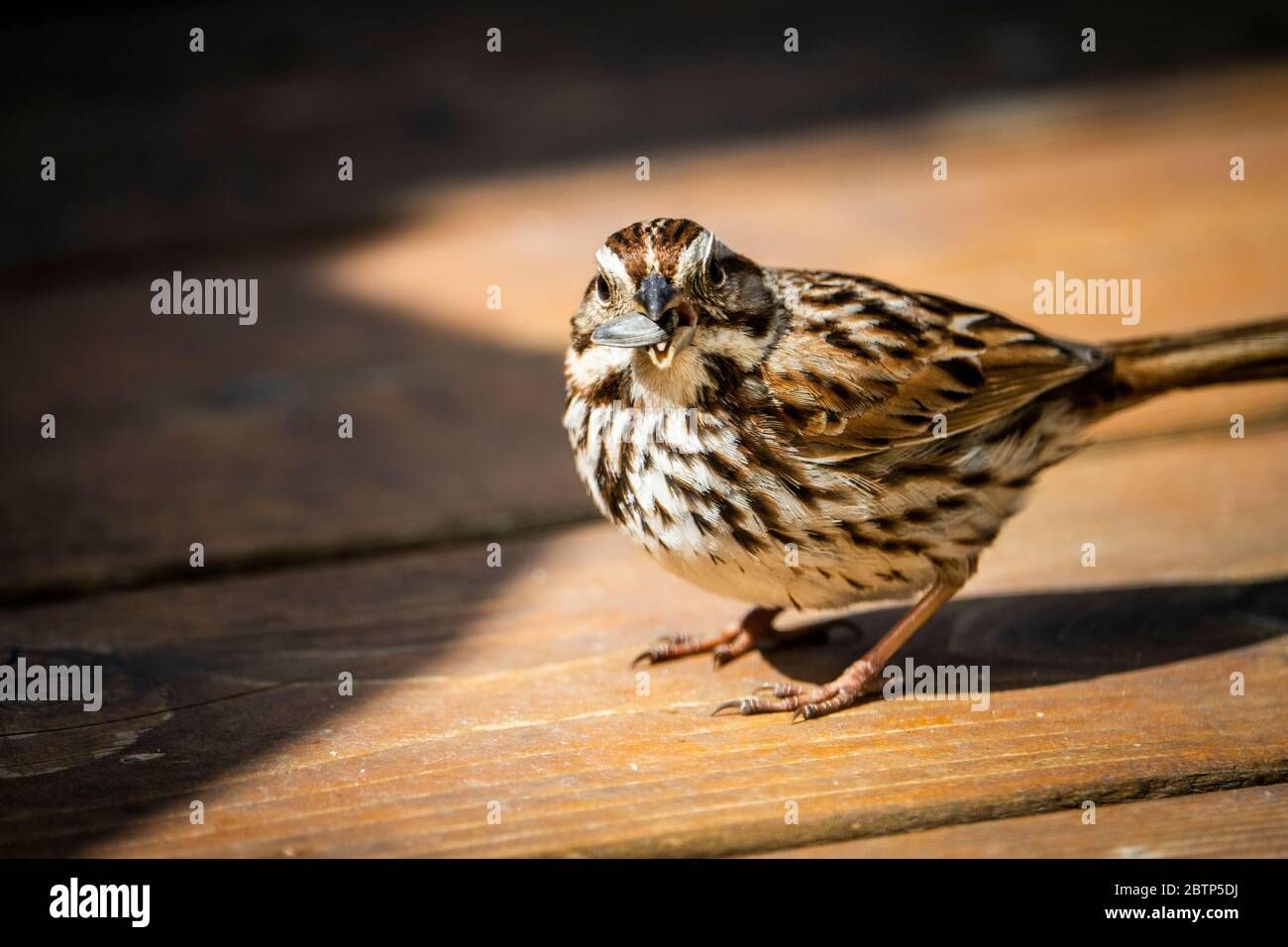 Song Sparrow foraging for seeds in a backyard garden Stock Photo