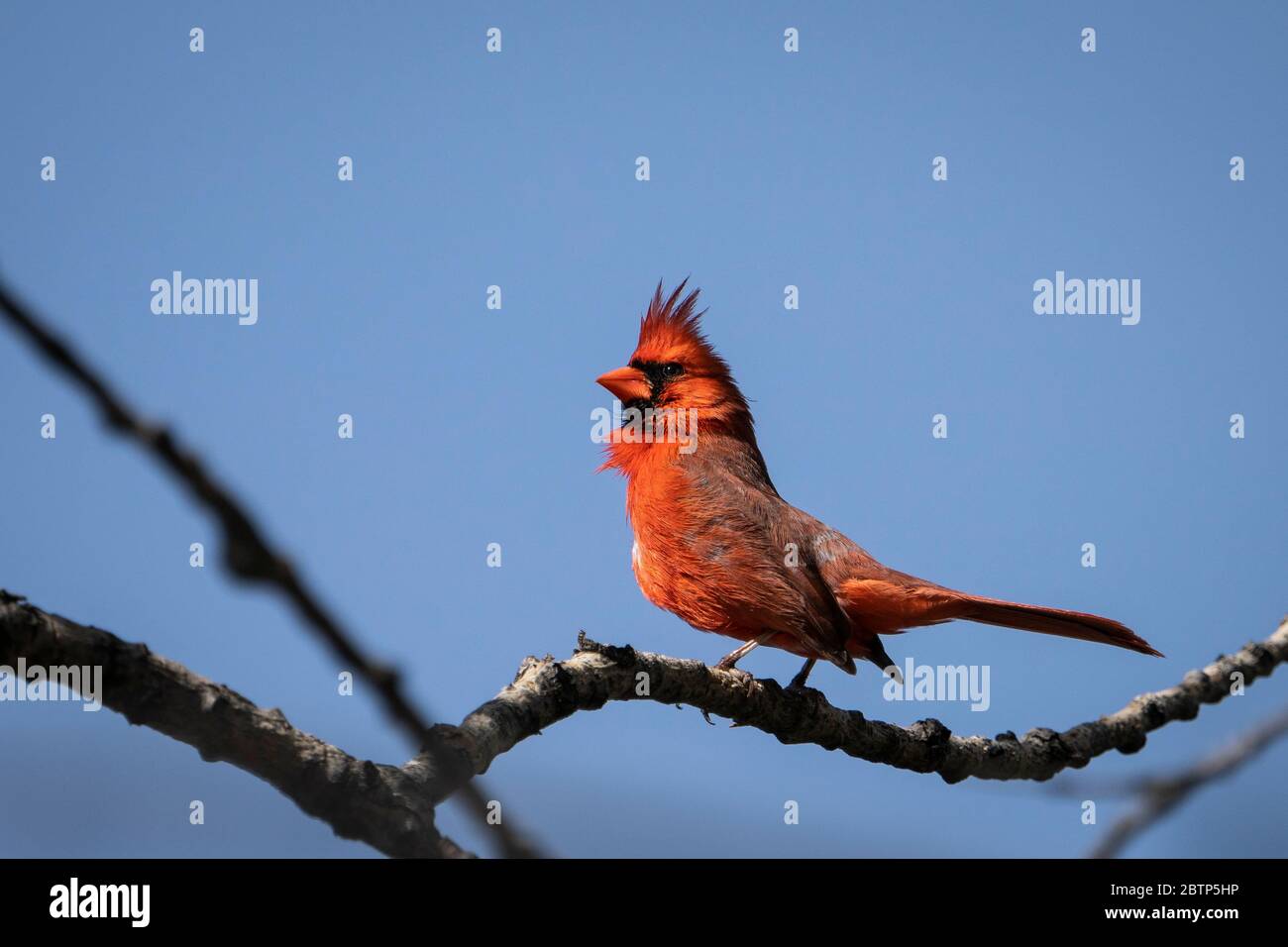 Northern Cardinal signing up in a tree to establish its territory. Stock Photo