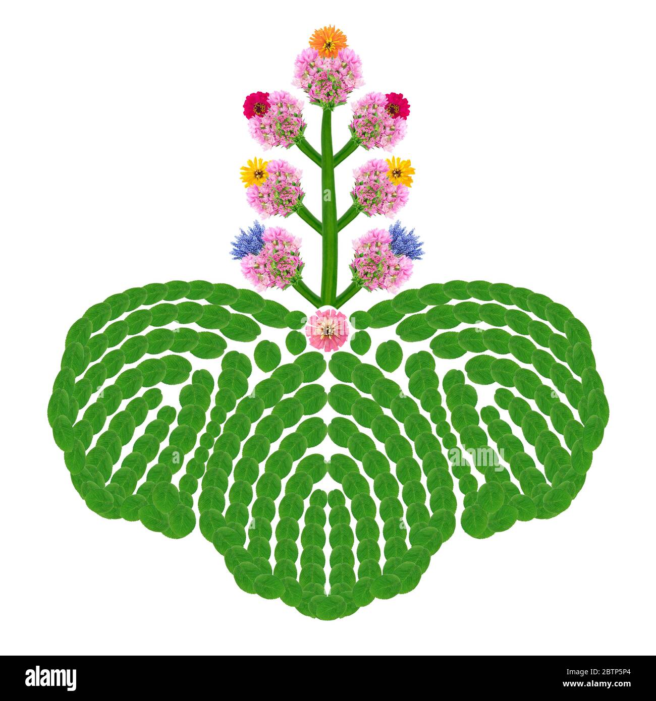 Japanese water chestnut blooms in pink flowers. Isolated opn white