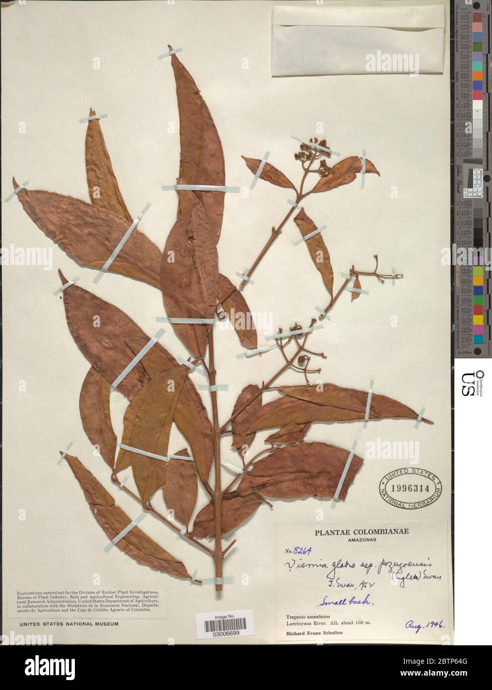 Vismia glabra subsp pozuzoensis Engl Ewan. Stock Photo