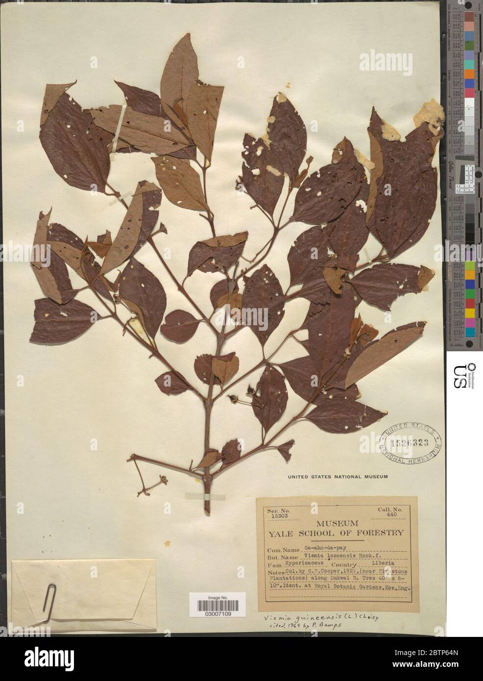Vismia guineensis L Choisy. Stock Photo