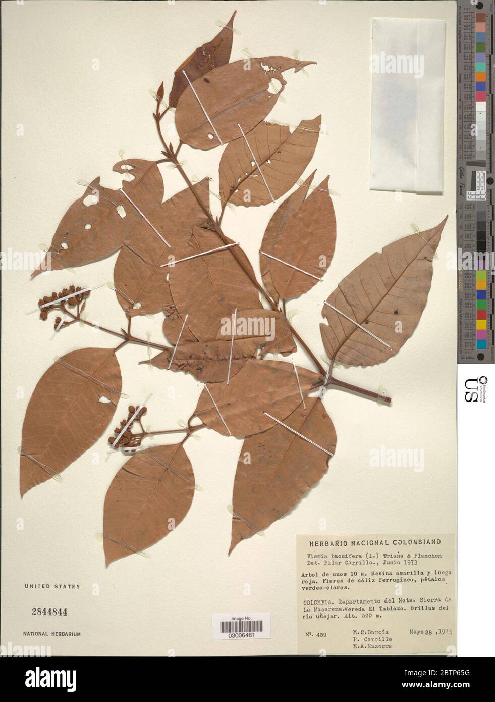 Vismia baccifera L Planch Triana subsp baccifera Stock Photo Alamy