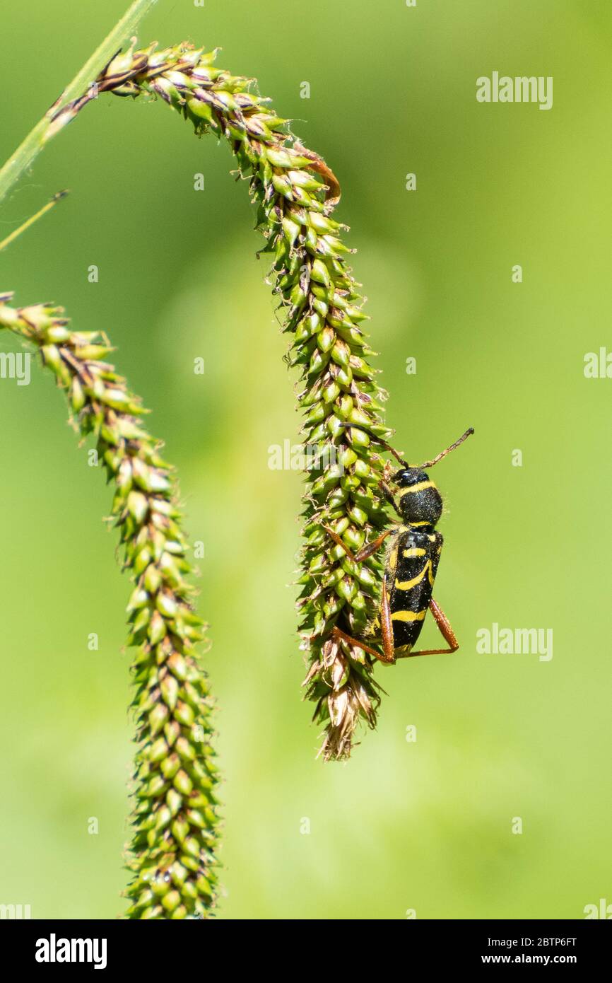 Wasp beetle (Clytus arietis), a longhorn beetle and wasp mimic, UK Stock Photo