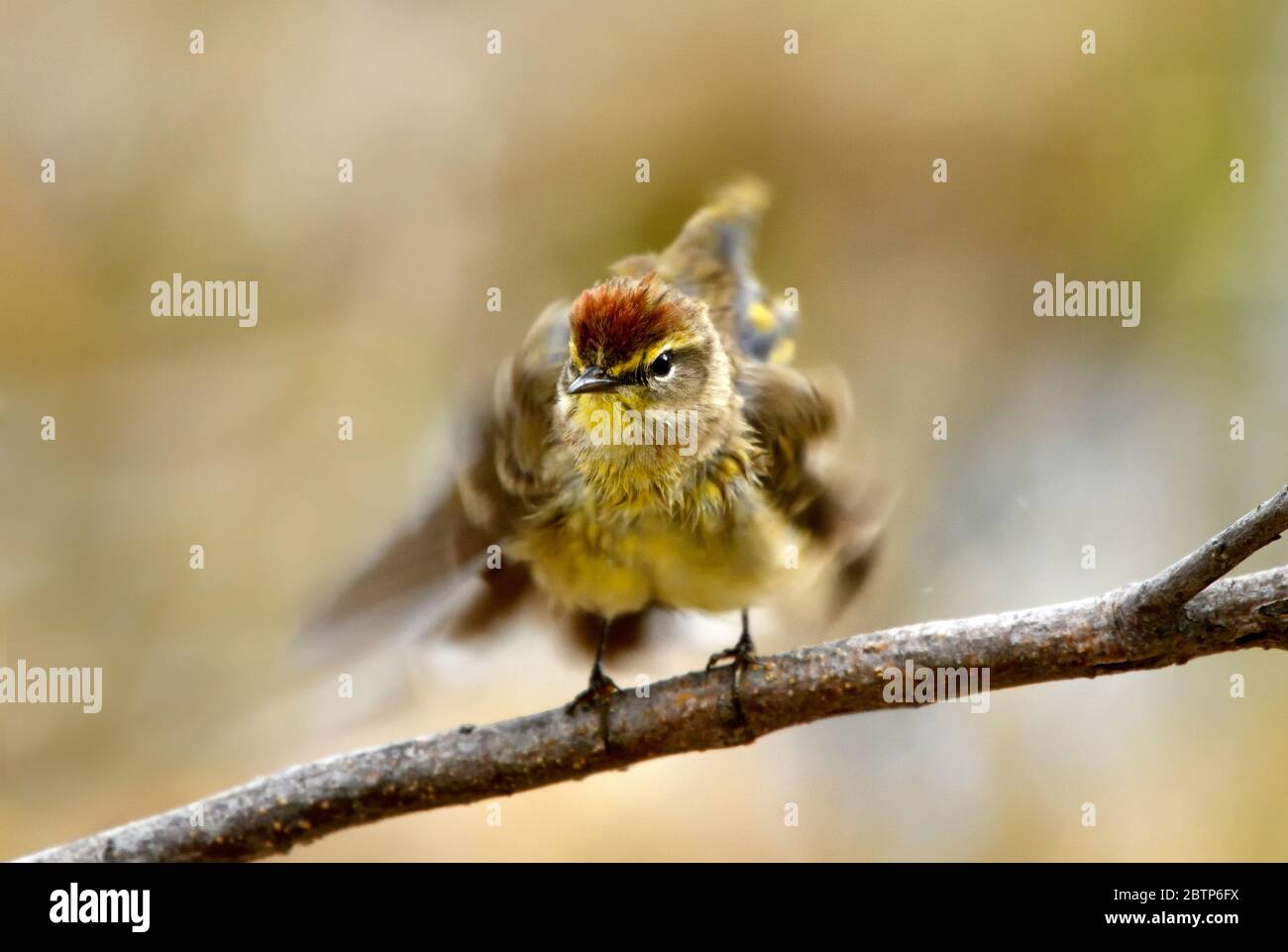 A Palm Warbler ' Dendroica petechia', perched on a branch fluffing his feathers after a bath in acalm pool of water Stock Photo
