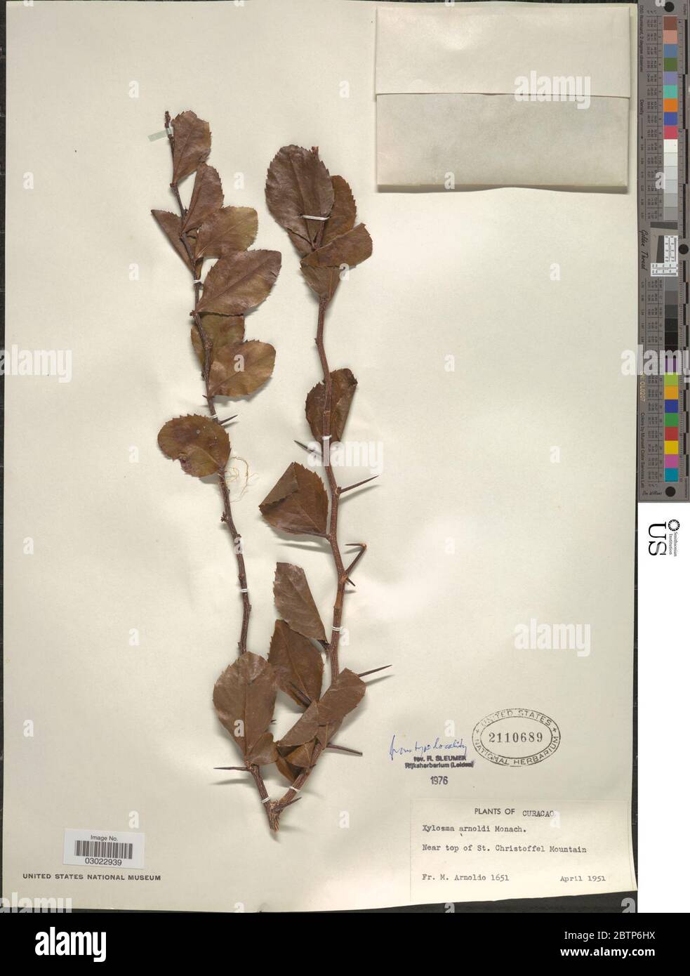 Xylosma arnoldii Monach. Stock Photo