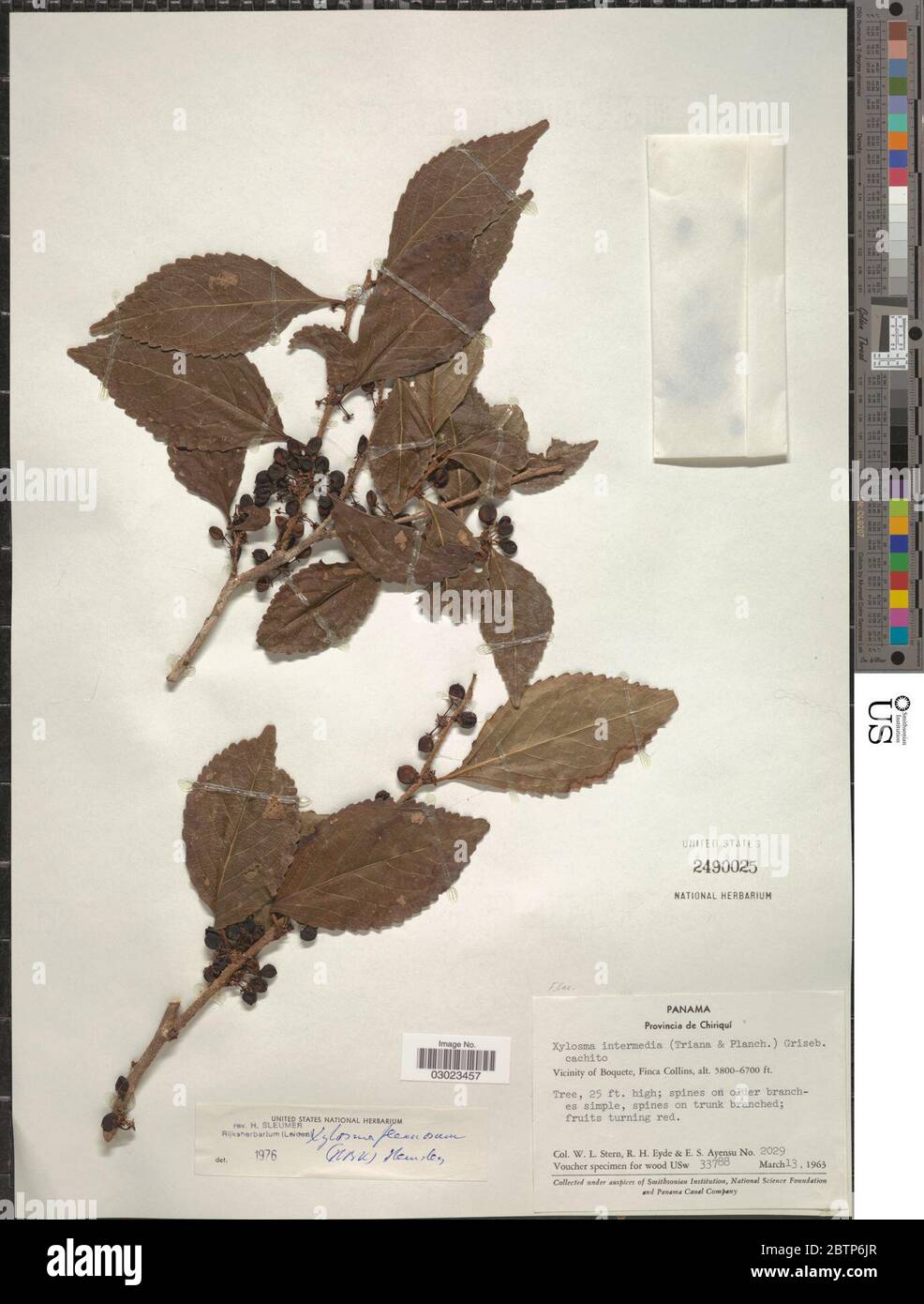 Xylosma flexuosa Kunth Hemsl. Stock Photo