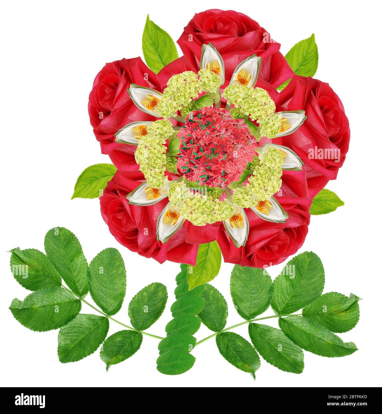 The heraldic rose has five or ten petals, which connects it with the Pythagorean pentad and decade. Rose with red petals and white stamens - emblem of Stock Photo