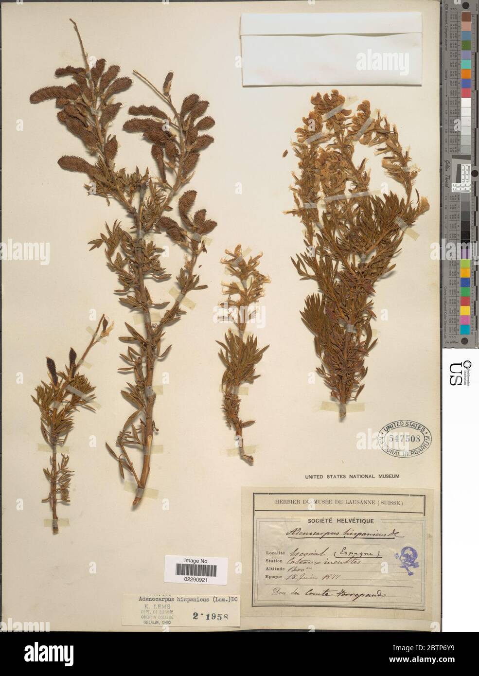 Adenocarpus hispanicus Lam DC. Stock Photo