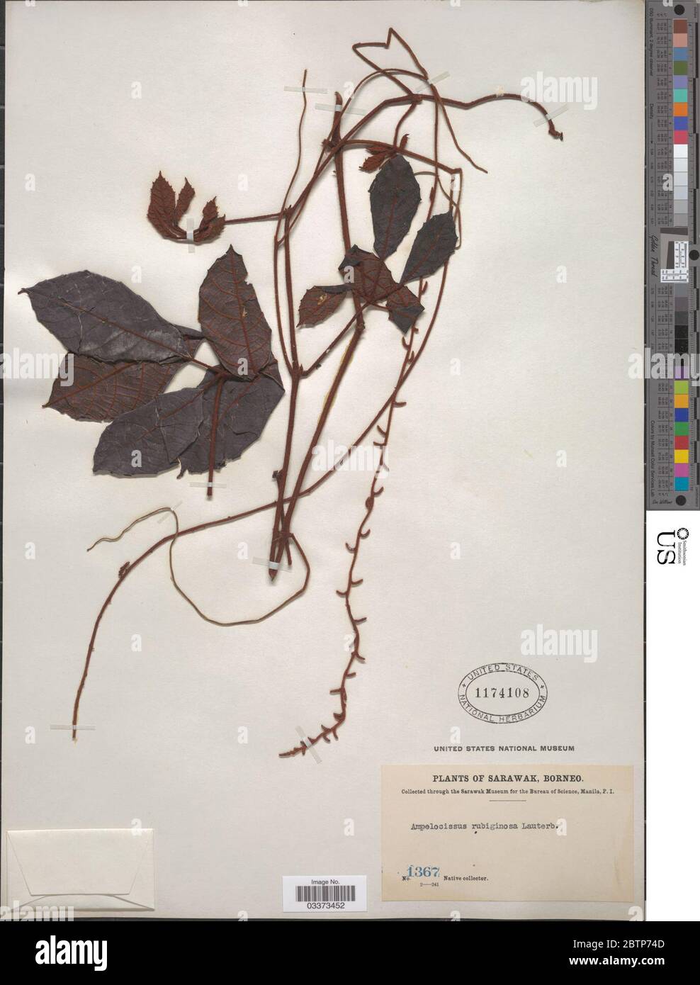 Ampelocissus rubiginosa Lauterb. Stock Photo