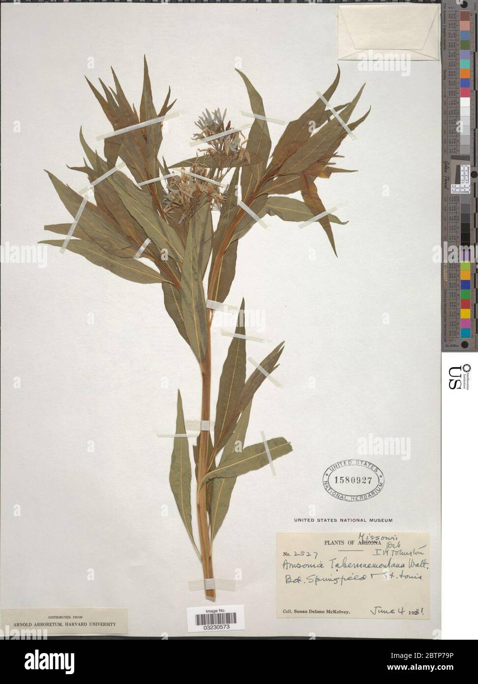Amsonia tabernaemontana var salicifolia Pursh Woodson. Stock Photo