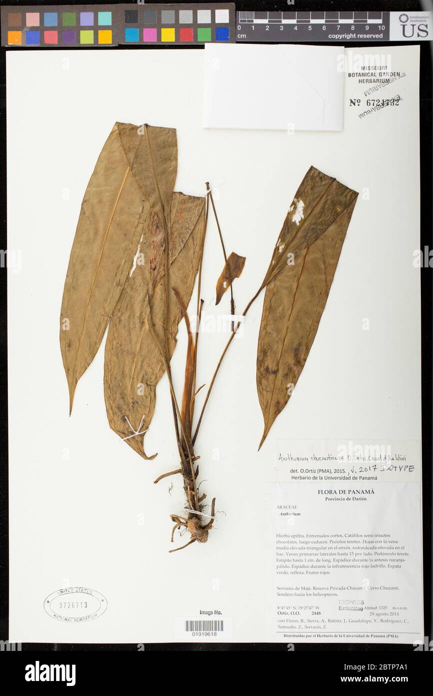 Anthurium chucantiense O Ortiz et al. Stock Photo