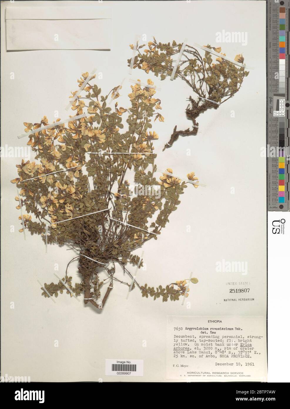 Argyrolobium ramosissimum Baker. Stock Photo