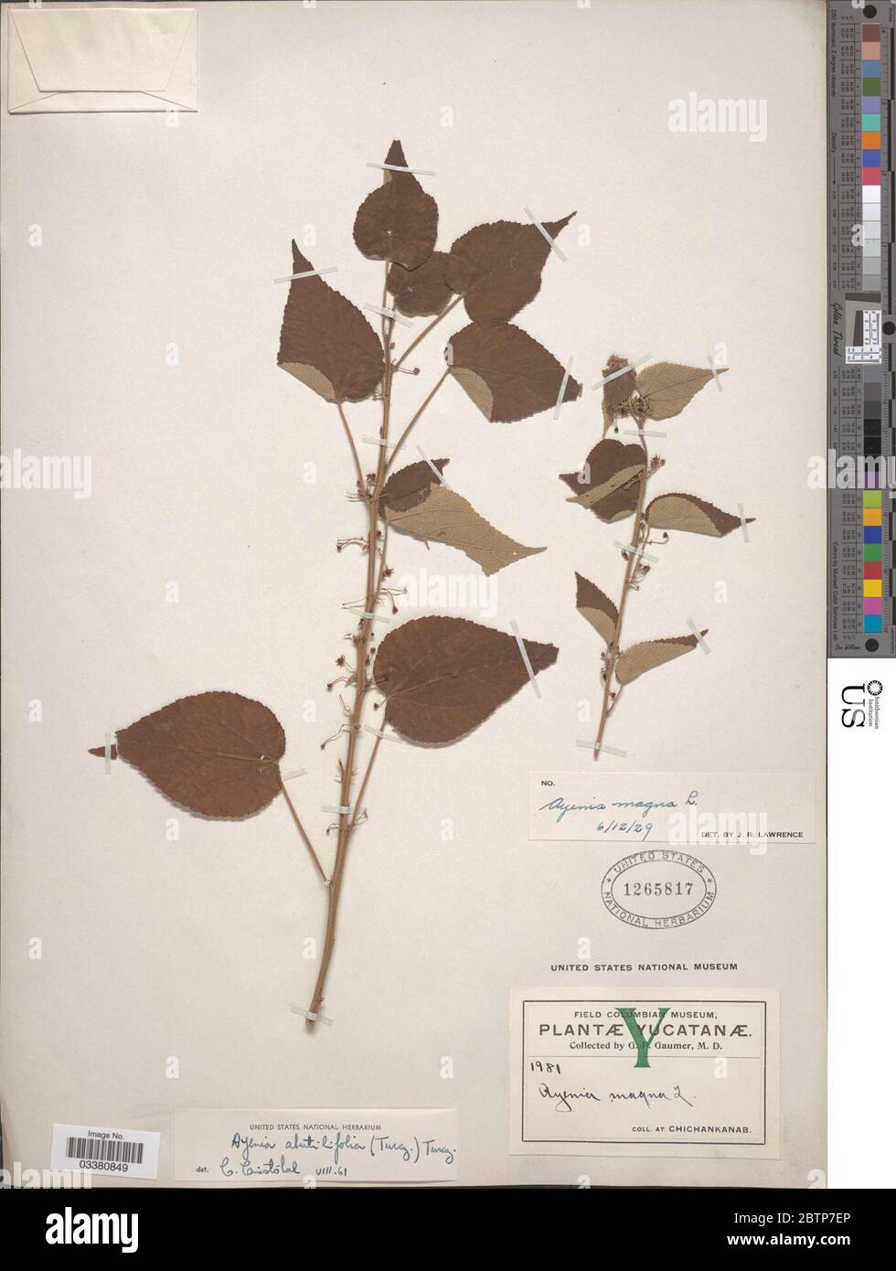 Ayenia abutilifolia. Stock Photo