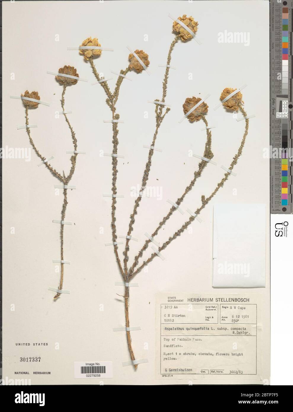 Aspalathus quinquefolia. Stock Photo
