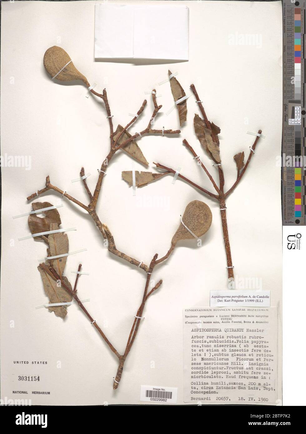Aspidosperma parvifolium. Stock Photo
