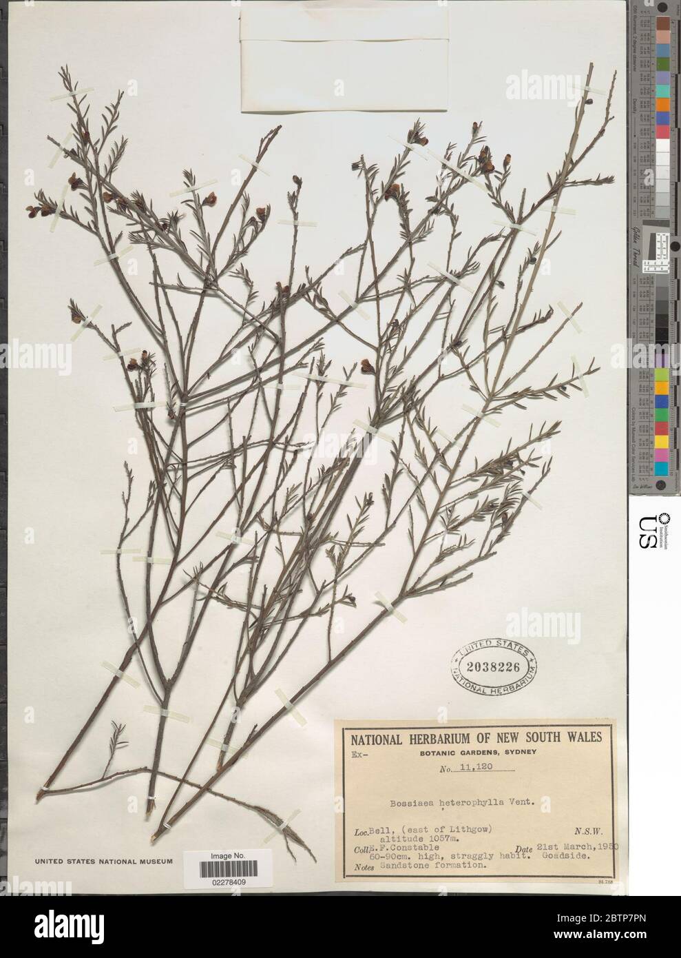 Bossiaea heterophylla Vent. Stock Photo