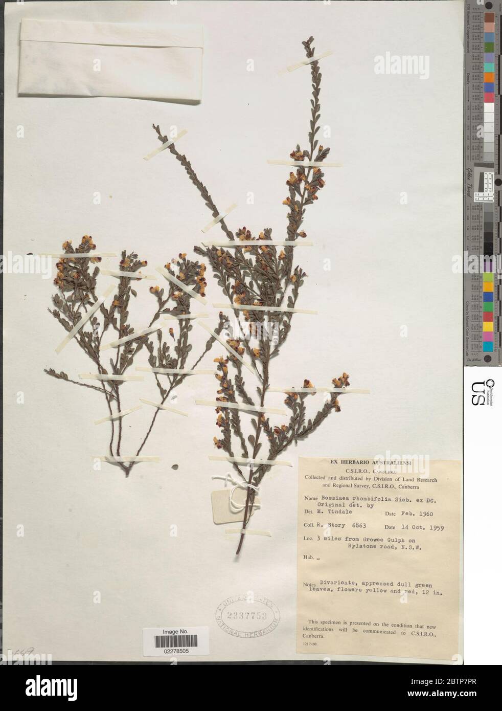 Bossiaea rhombifolia Sieber ex DC. Stock Photo
