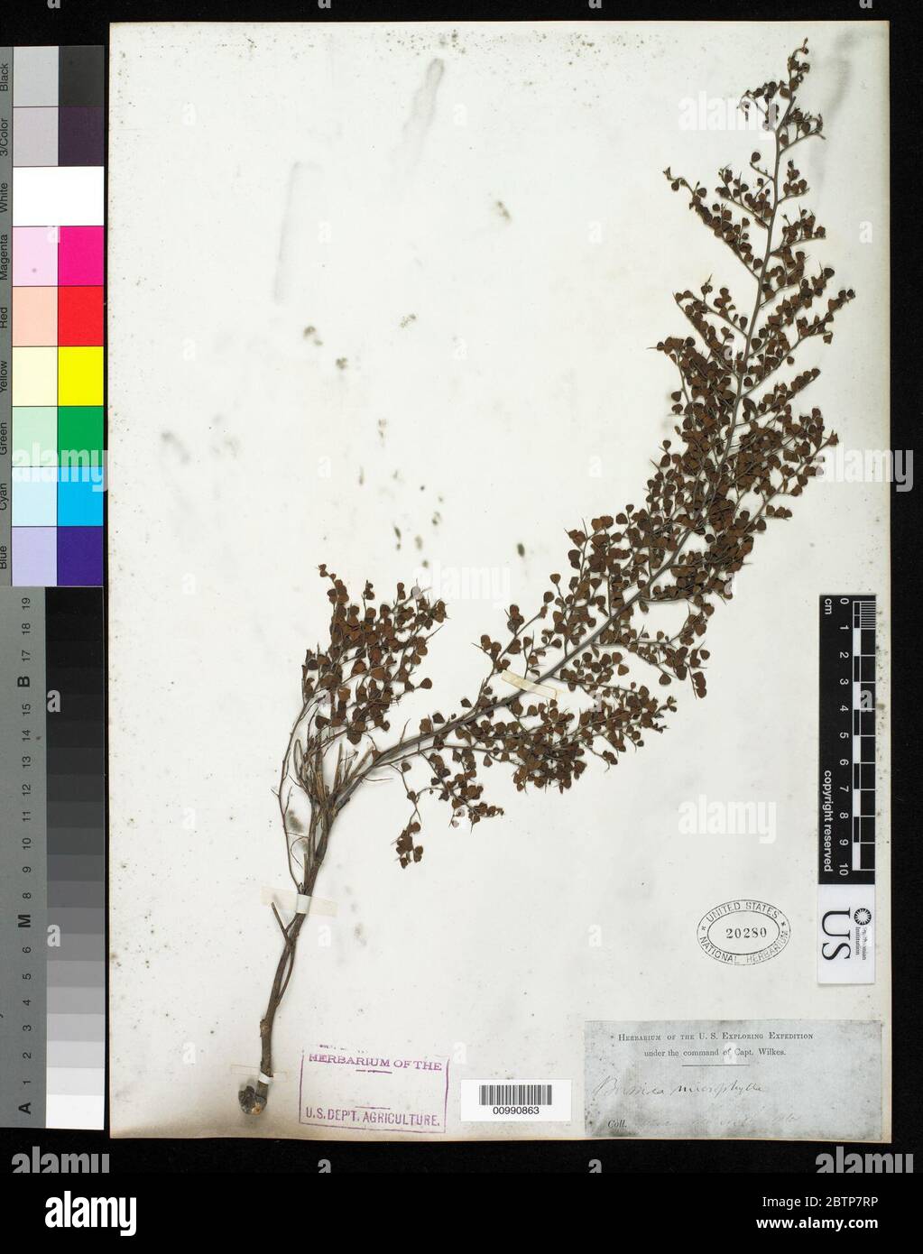 Bossiaea microphylla Sims Sm. Stock Photo