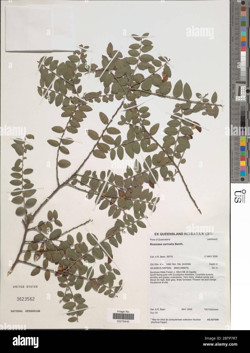 Bossiaea carinalis Benth. Stock Photo