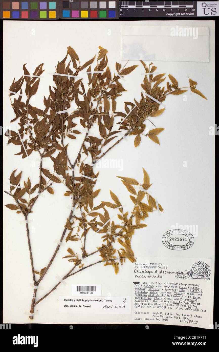Buckleya distichophylla Nutt Torr. Stock Photo