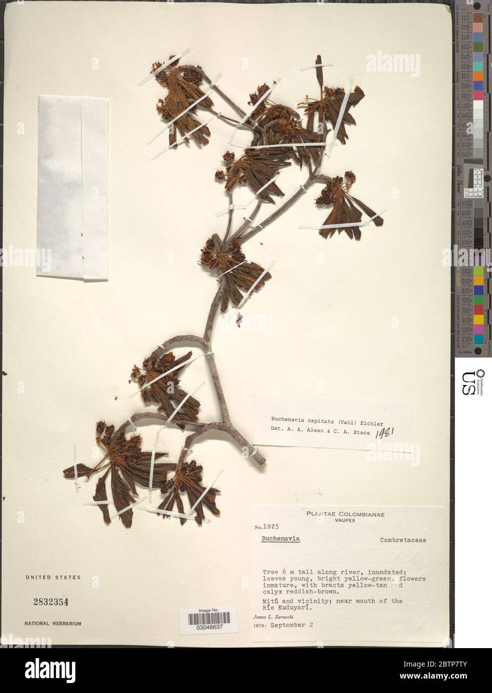 Buchenavia tetraphylla Aubl RA Howard. Stock Photo