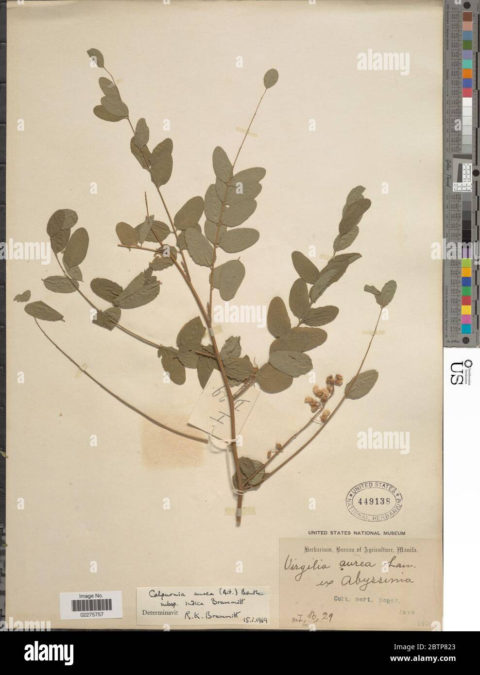 Calpurnia aurea Aiton Benth. Stock Photo