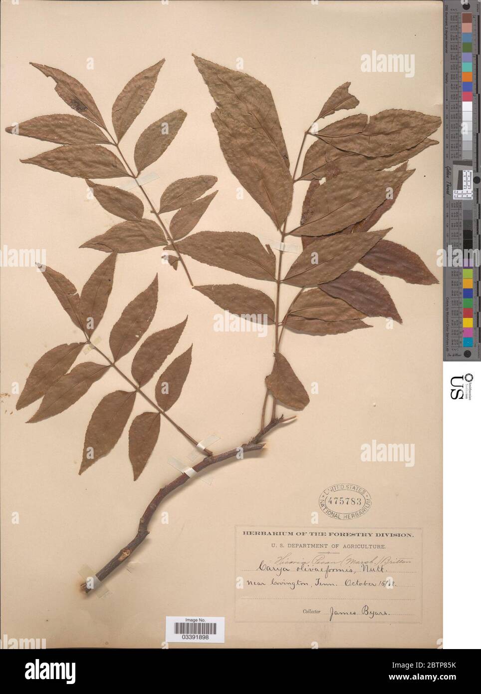 Carya illinoensis Wangenh K Koch. Stock Photo