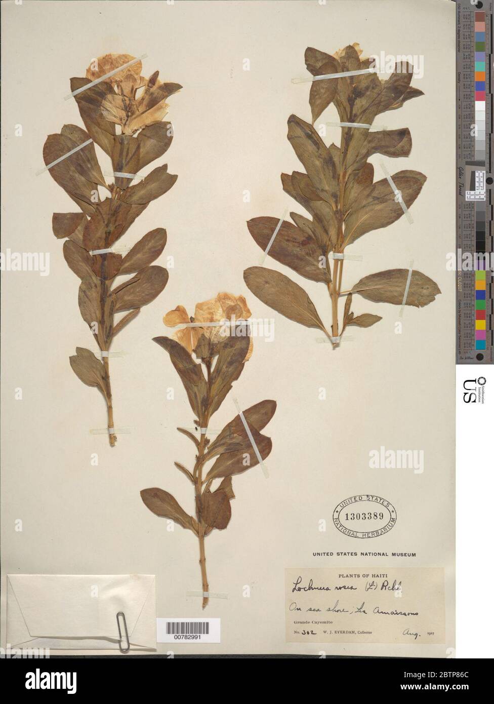 Catharanthus roseus L G Don. Stock Photo