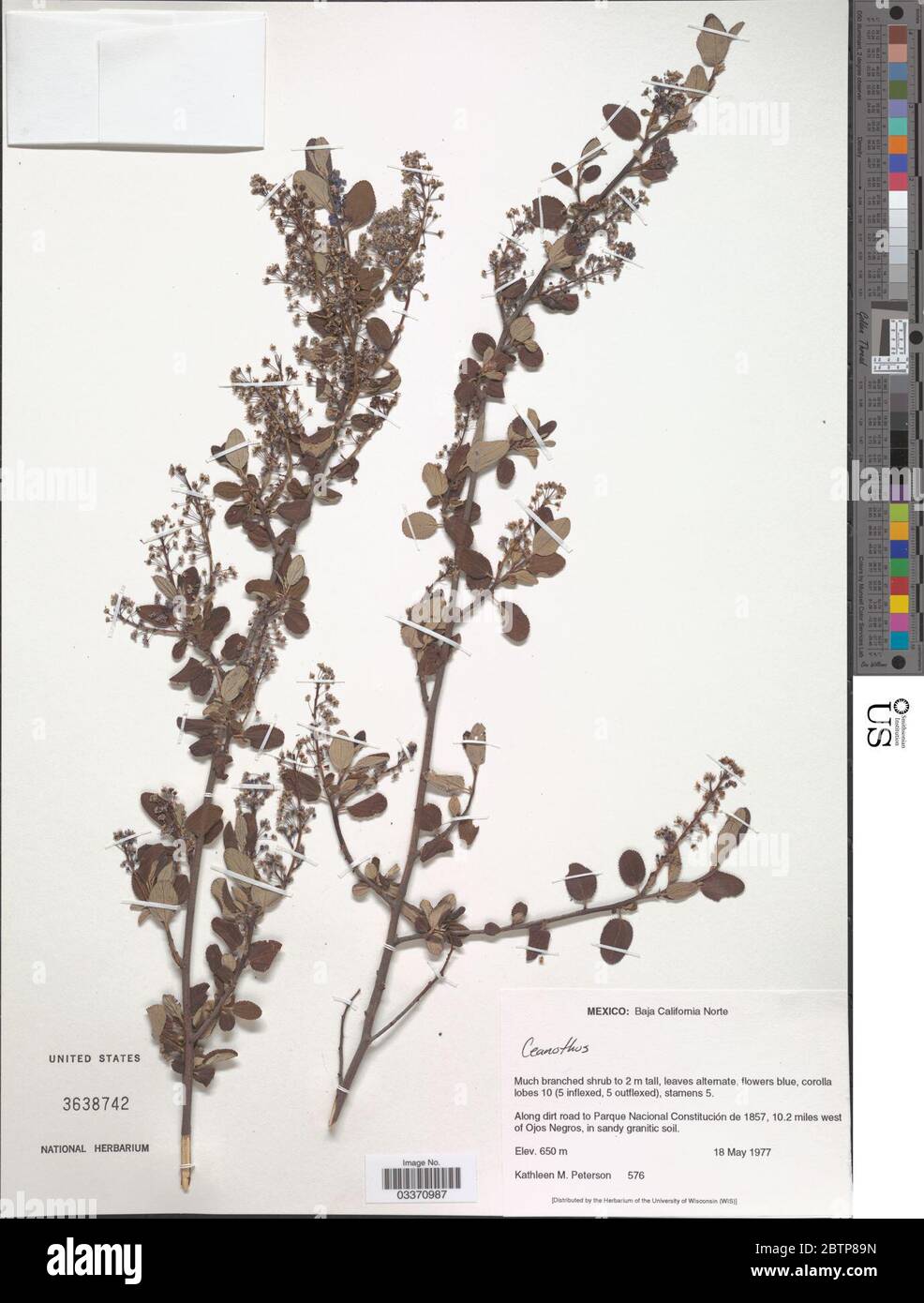 Ceanothus sp hi-res stock photography and images - Alamy