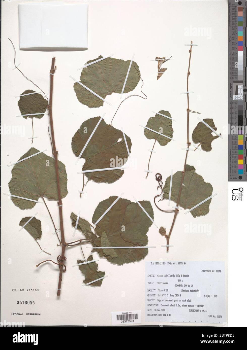 Cissus aphyllantha Gilg. Stock Photo