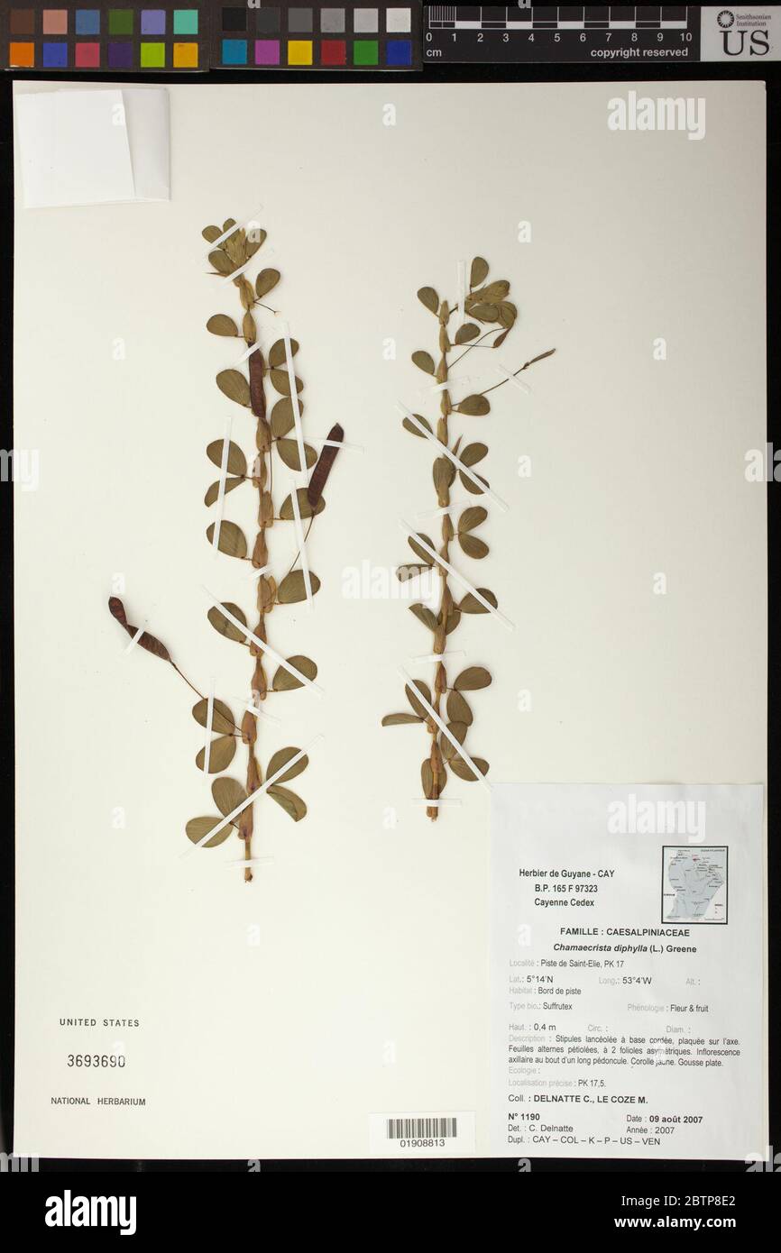 Chamaecrista diphylla L Greene. Stock Photo