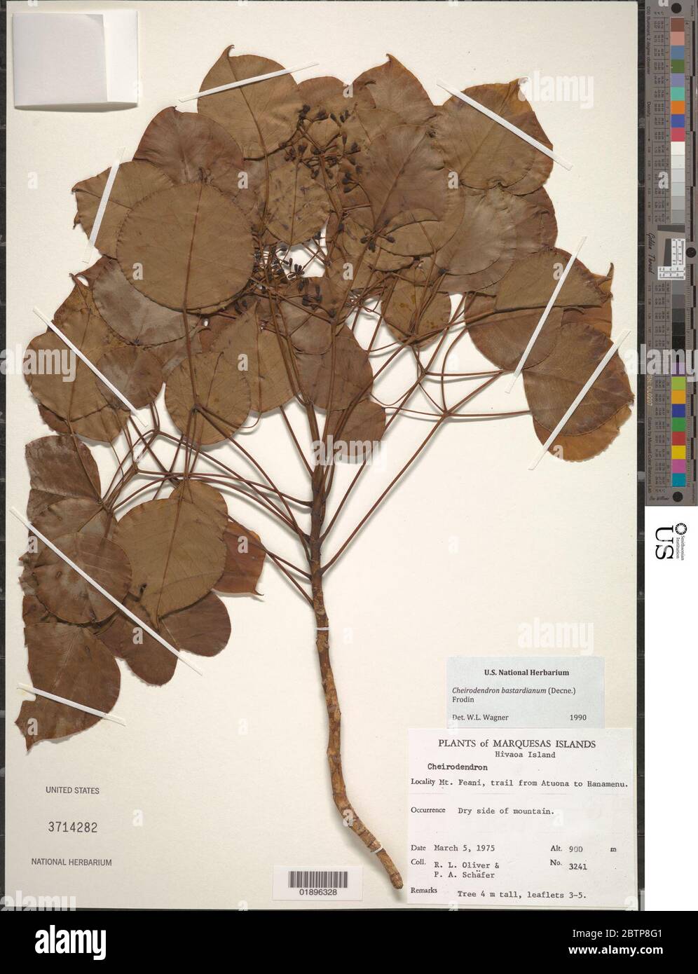 Cheirodendron bastardianum Decne Frodin. Stock Photo