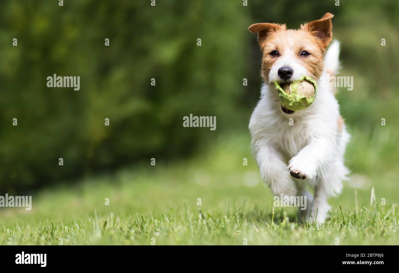 Dog bringing a ball back hires stock photography and images Alamy