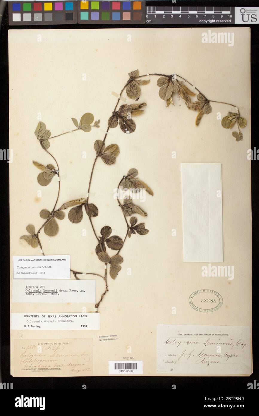 Cologania lemmonii A Gray. Stock Photo