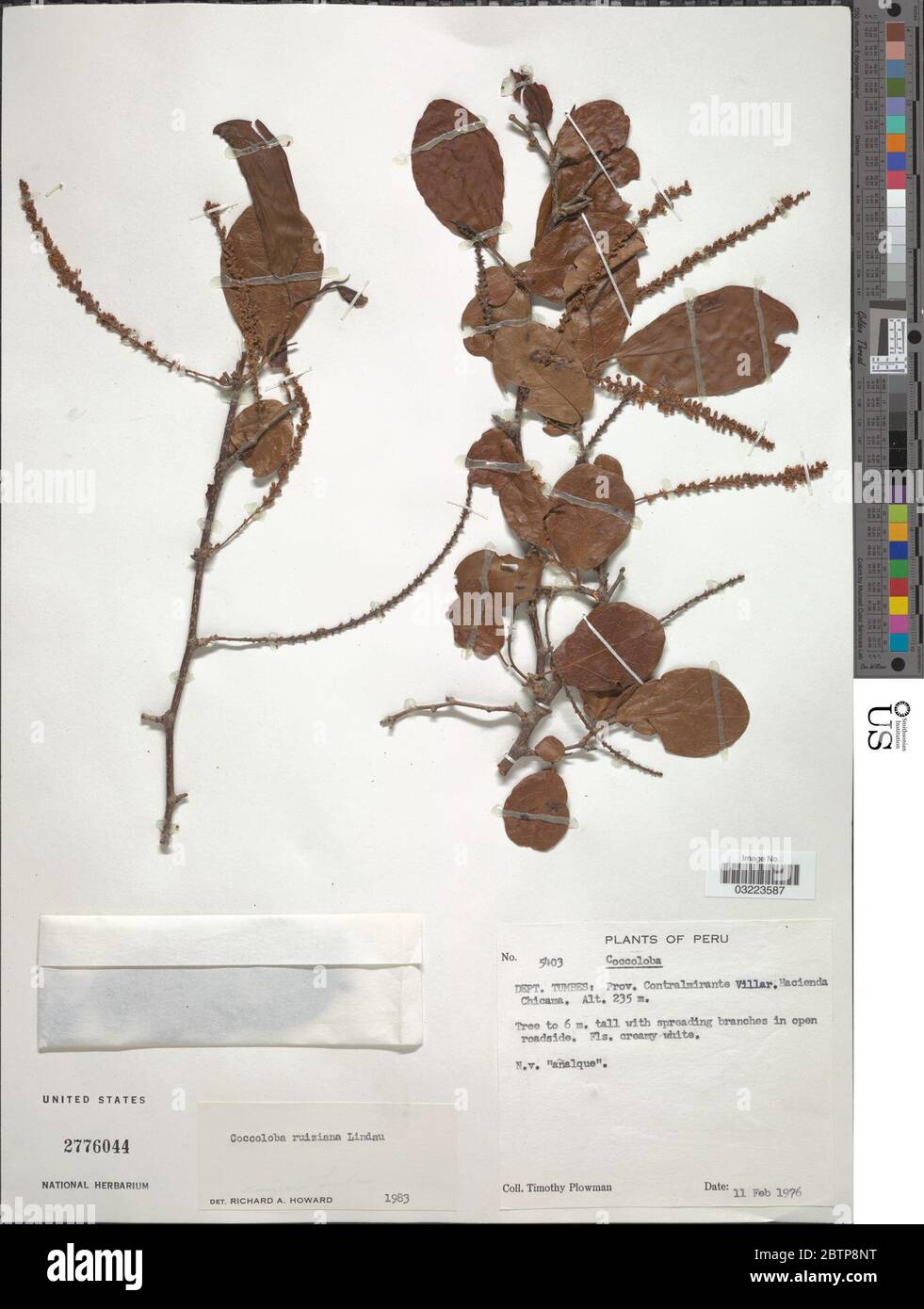 Cocioba Rares Coccoloba ruiziana hi-res stock photography and images - Alamy