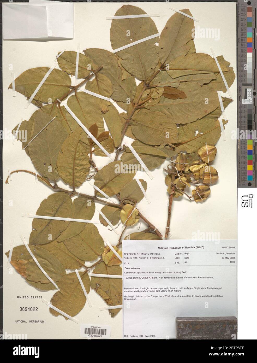 Combretum apiculatum subsp leutweinii Schinz Exell. Stock Photo